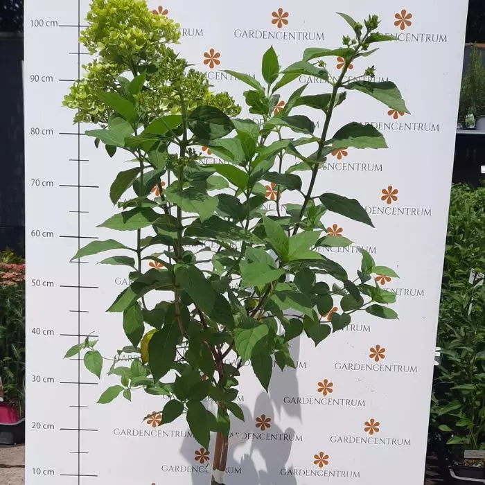 Hydrangea paniculata Limelight MT30 - Alacsony törzses bugás hortenzia fa