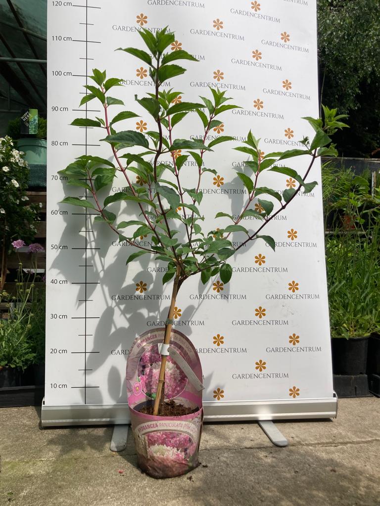 Hydrangea paniculata Pink Lady MT30 - Bugás hortenzia minifa