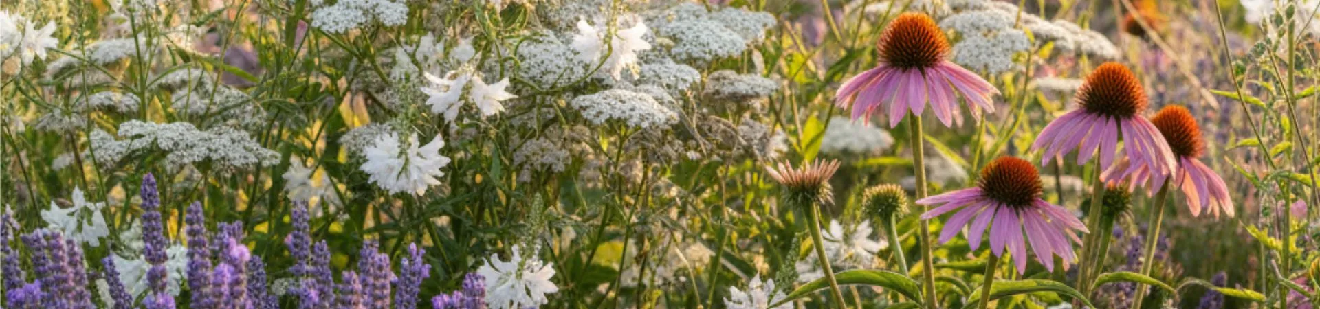 Szakértői növénycsomagok
