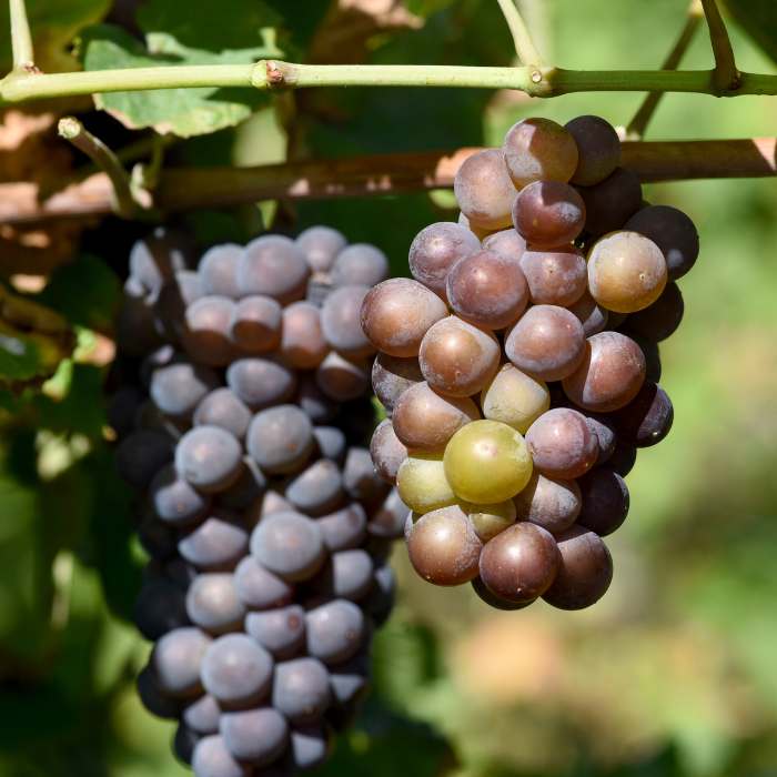 Vitis vinifera Souvenir - Csemegeszőlő