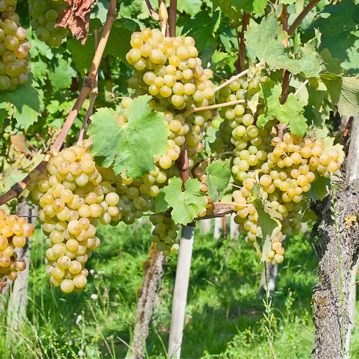 Vitis vinifera Palatina - Augusztusi muskotály csemegeszőlő