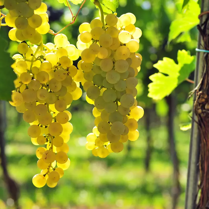 Vitis vinifera Pölöskei muskotály K2 - Csemegeszőlő