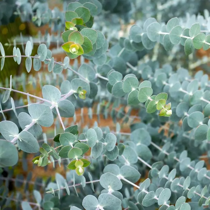 Eucalyptus cinerea Silver Dollar - Ezüst színű eukaliptusz