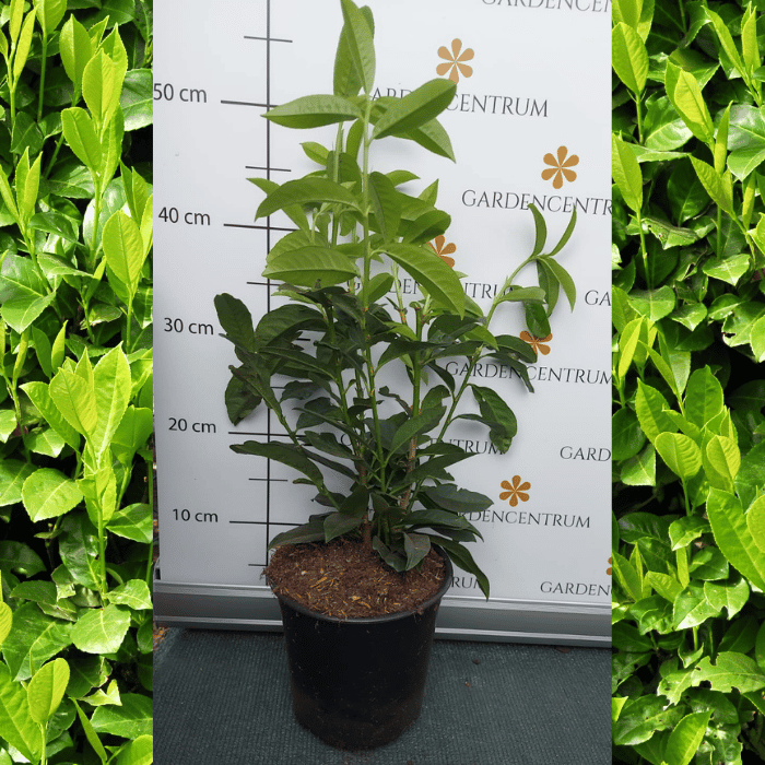 Prunus laurocerasus Genolia K2,5 - Oszlopos babérmeggy