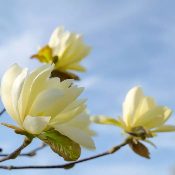 Magnolia Daphne - Sárga virágú liliomfa