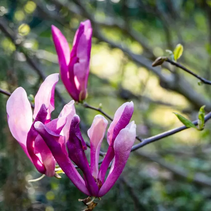 Magnolia Susan - Nagyvirágú liliomfa