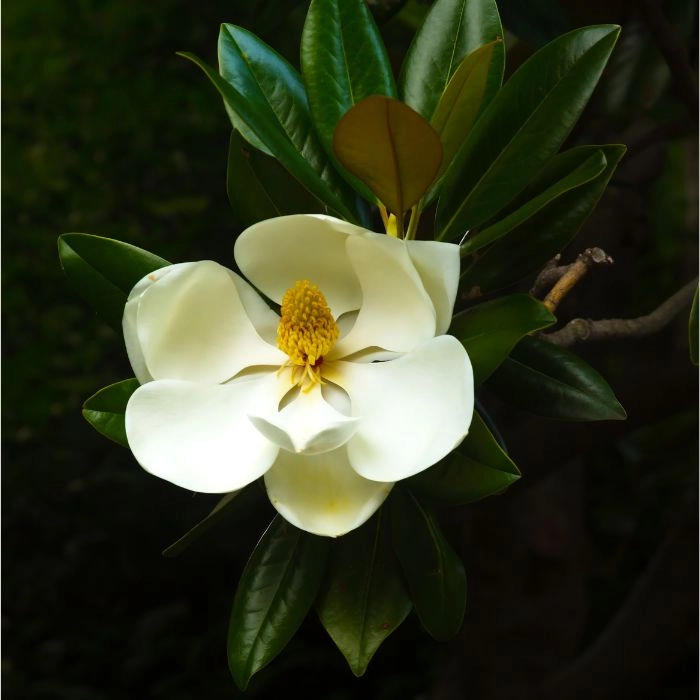 Magnolia denudata Yellow River - Sárga virágú liliomfa