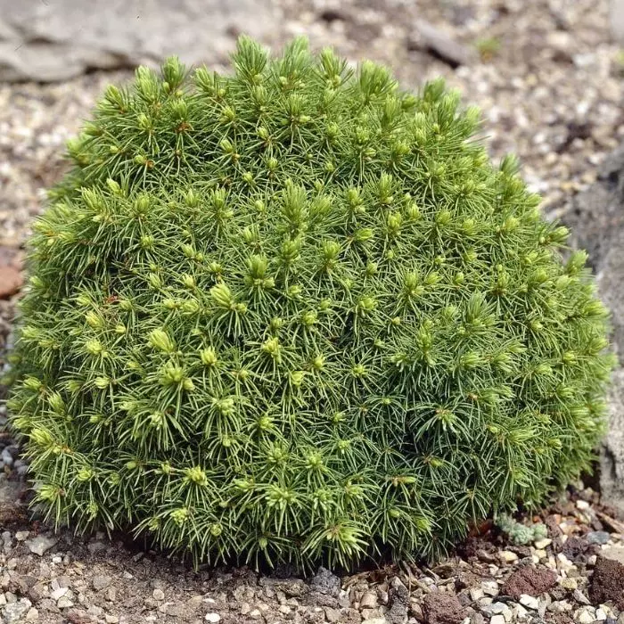 Picea glauca Alberta Globe - Törpe gömb cukorsüvegfenyő
