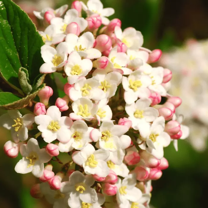 Viburnum x burkwoodii K5 - Tavaszi illatos bangita