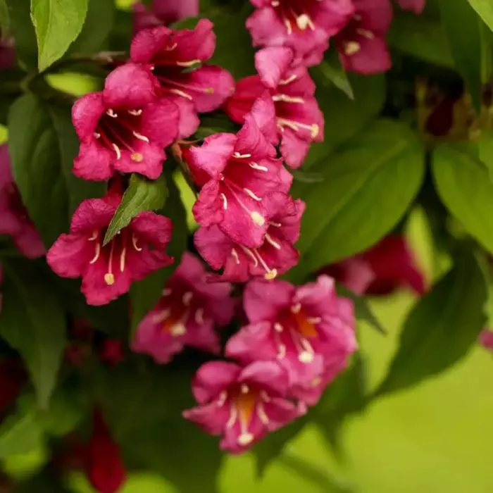Weigela florida Bristol Ruby - Rubinvörös rózsalonc