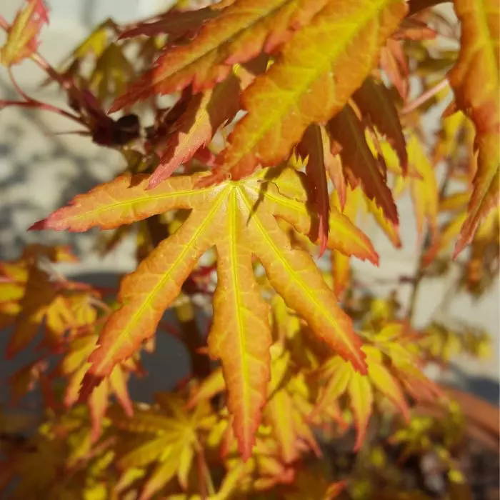 Acer palmatum Katsura - Élénksárgán kihajtó japán juhar