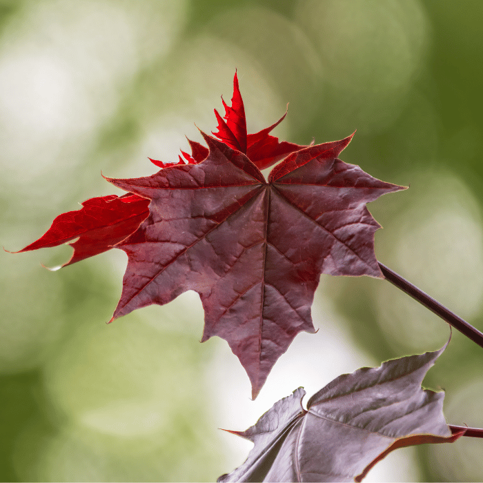 Acer platanoides Faassen's Black - Vöröslevelű korai juhar