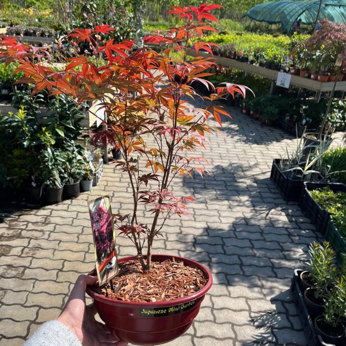 Acer palmatum Atropurpureum - Vöröslevelű japán juhar
