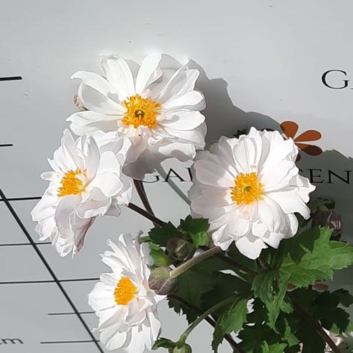 Anemone - Dupla fehér virágú szellőrózsa