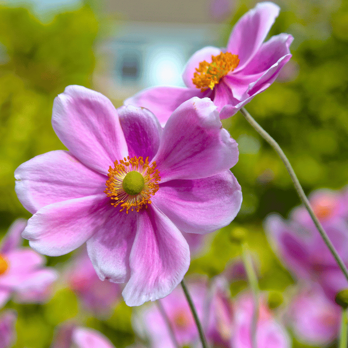 Anemone hybrida  - Rózsaszín szellőrózsa