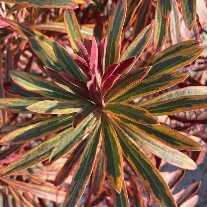 Euphorbia x martinii Ascot Rainbow - Tarka kutyatej