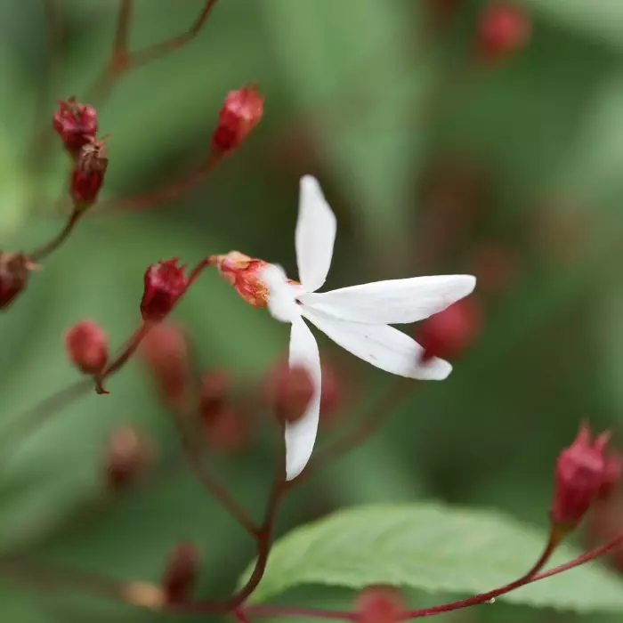 Gillenia trifoliata - Hármaslevelű indiánrózsa