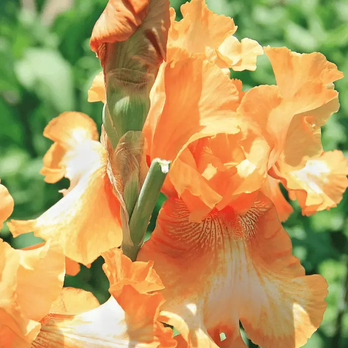 Iris Apricot Silk CS14 - Barackszínű nőszirom