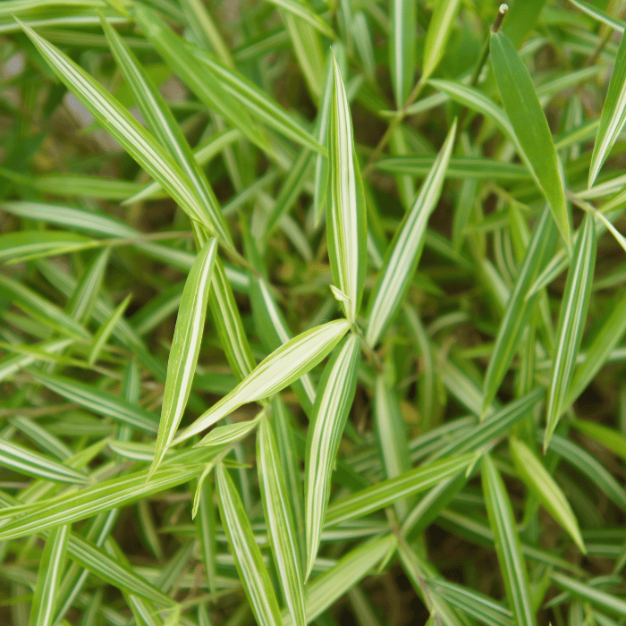 Pleioblastus fortunei Variegatus - Törpe bambusz