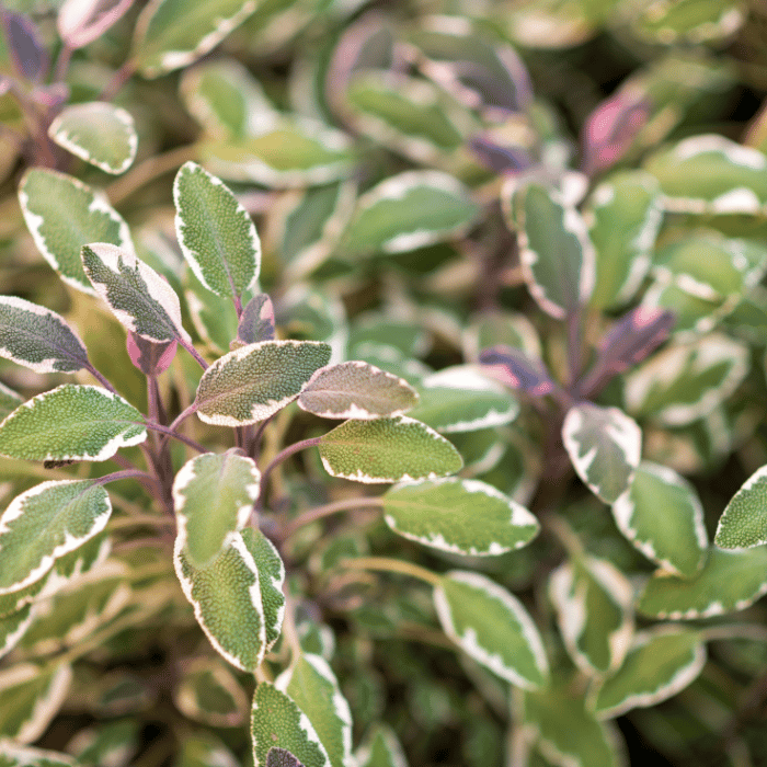 Salvia officinalis Tricolor - Tarka levelű orvosi zsálya