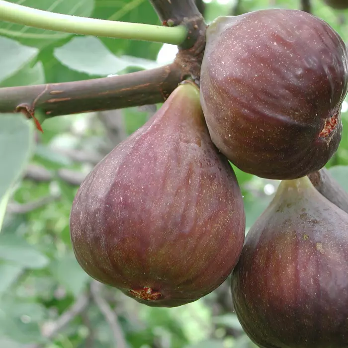 Ficus carica Bagladi K3 -  Füge