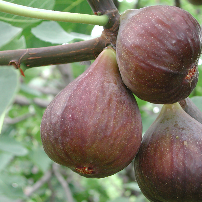 Ficus carica Bagladi -  Füge