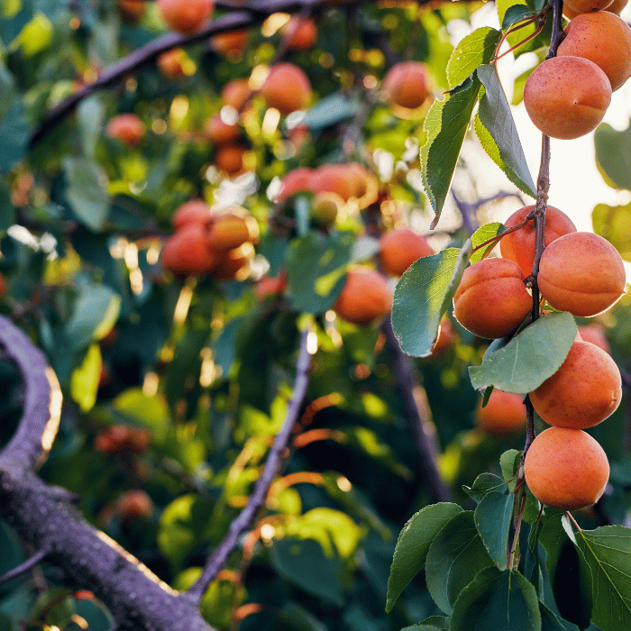 Prunus armeniaca Bergeron - Szabadgyökerű kajszi