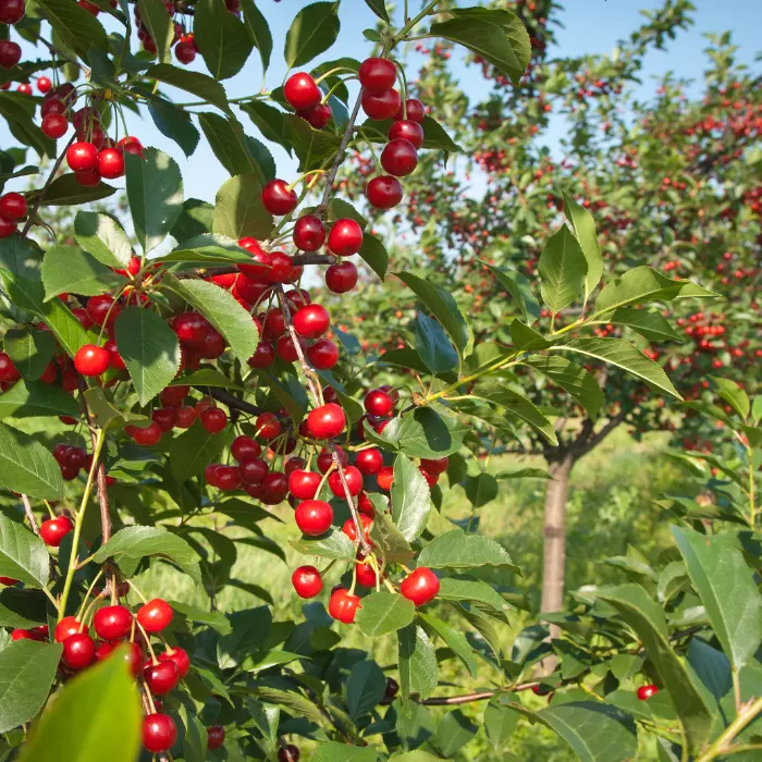 Prunus cerasus Debreceni bőtermő K5,6 - Meggy