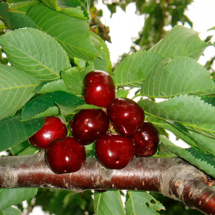 Prunus avium Linda K5 - Cseresznyefa