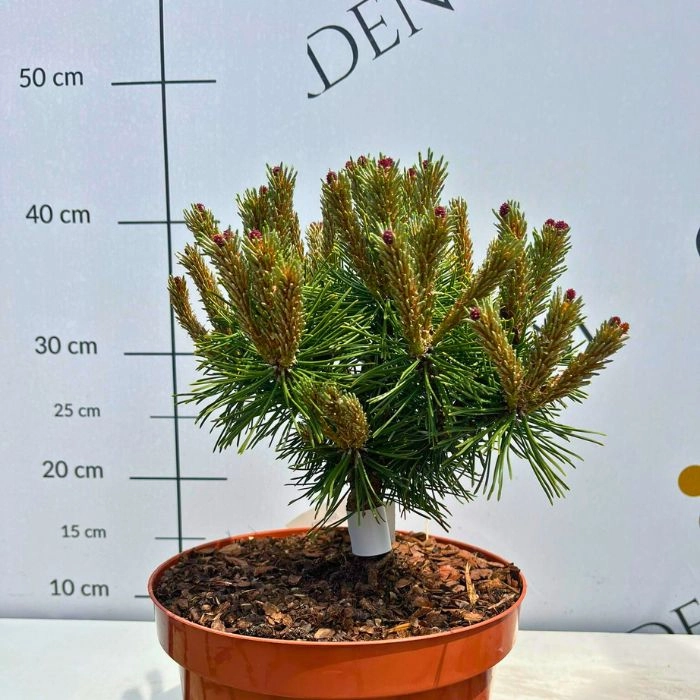 Pinus mugo Benjamin - Havasi törpefenyő