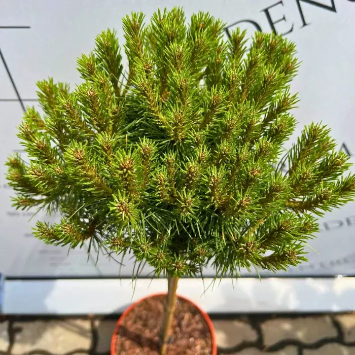 Pinus nigra Merci MT60 - Magastörzsű törpe feketefenyő