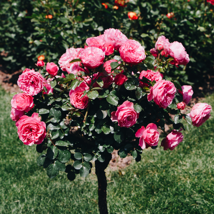 Rosa - Magastörzsű rózsa