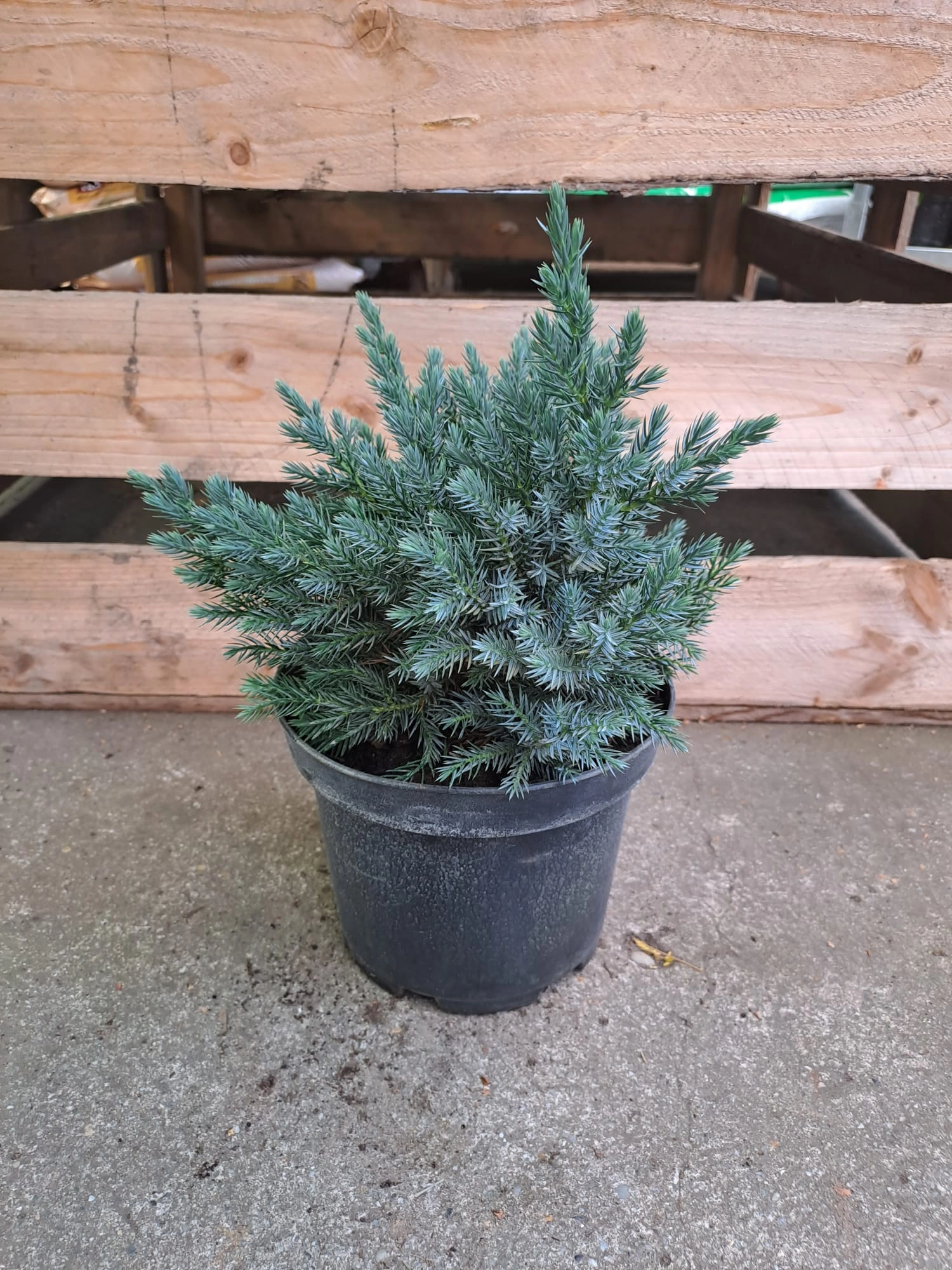 Juniperus squamata Blue star K2 - Törpe kék boróka