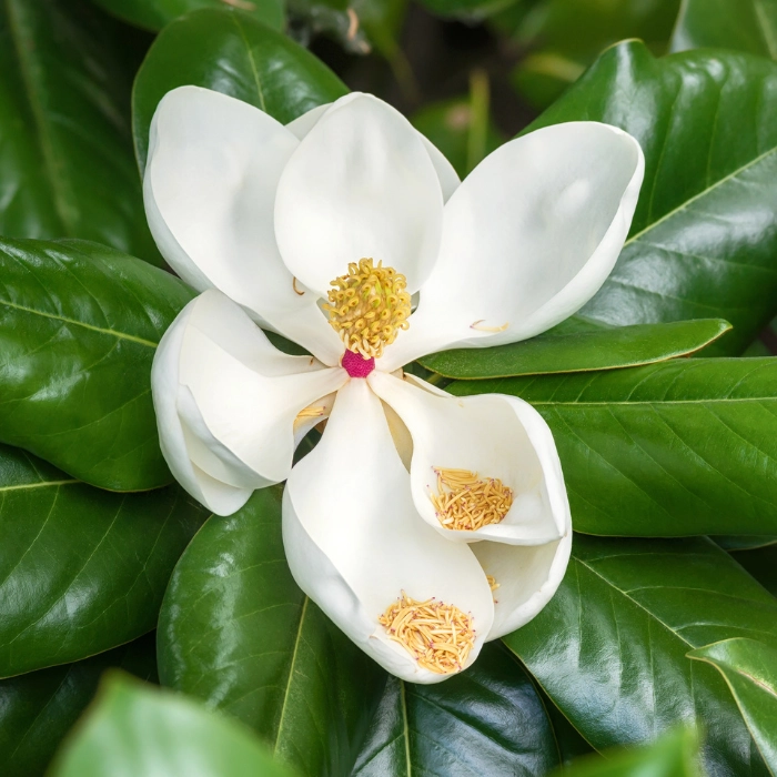 Magnolia grandiflora Gallisoniensis K3 - Fehér virágú örökzöld magnólia