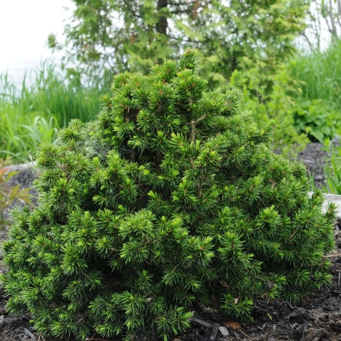 Picea abies Tompa - Törpe gömb lucfenyő