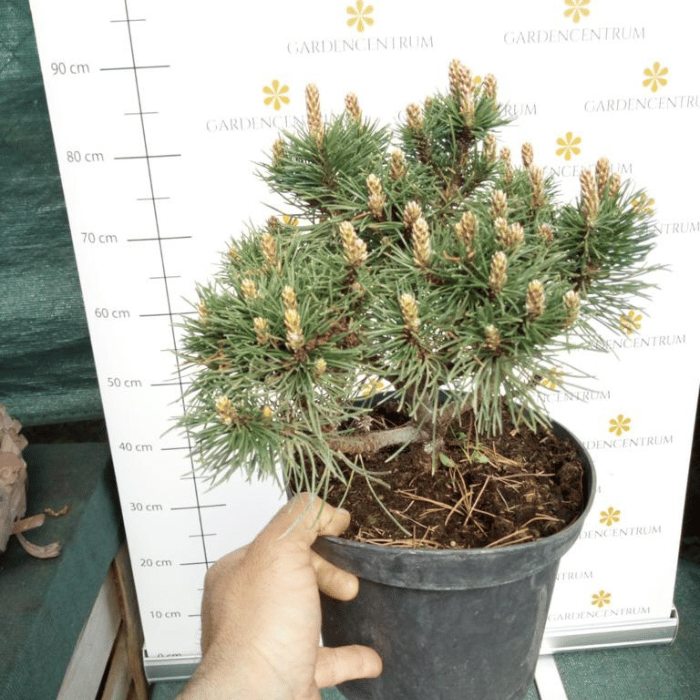 Pinus mugo - Törpefenyő