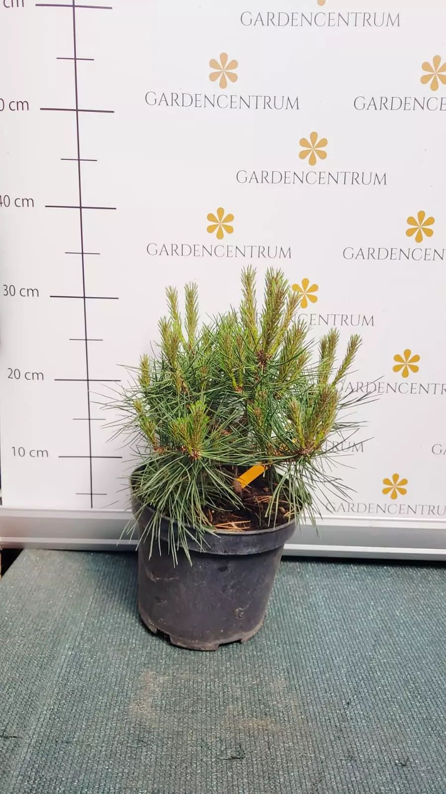 Pinus mugo Marie Bregon K2 - Törpefenyő