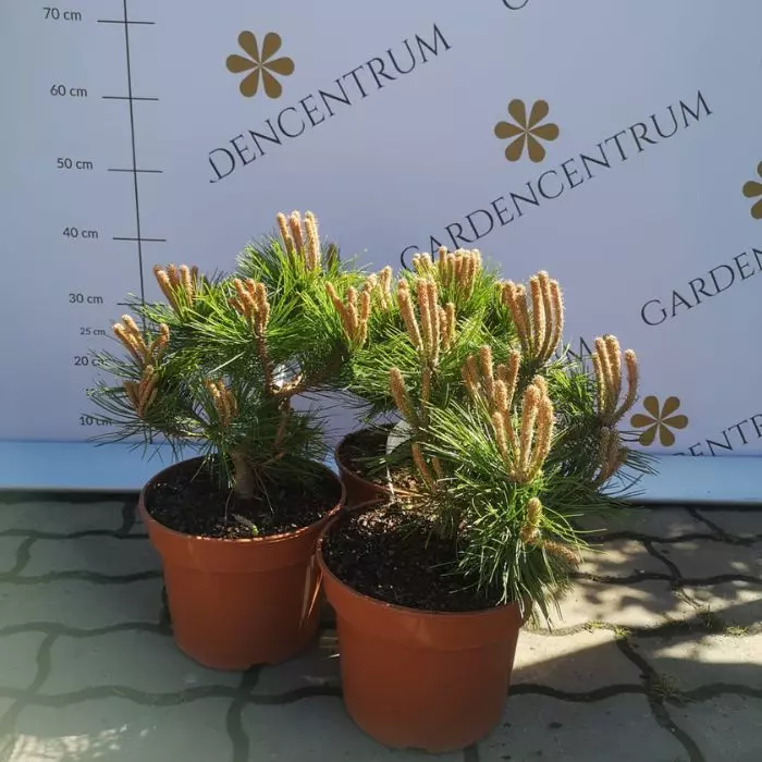 Pinus densiflora Low Glow - Törpe japán erdeifenyő