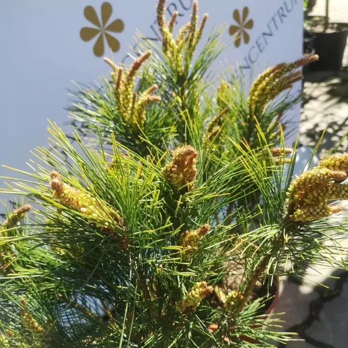 Pinus densiflora Tanyosho Compacta - Ernyős japán erdeifenyő