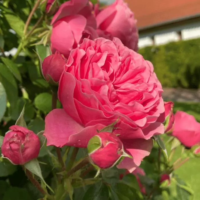 Rose species K2 - Rózsa