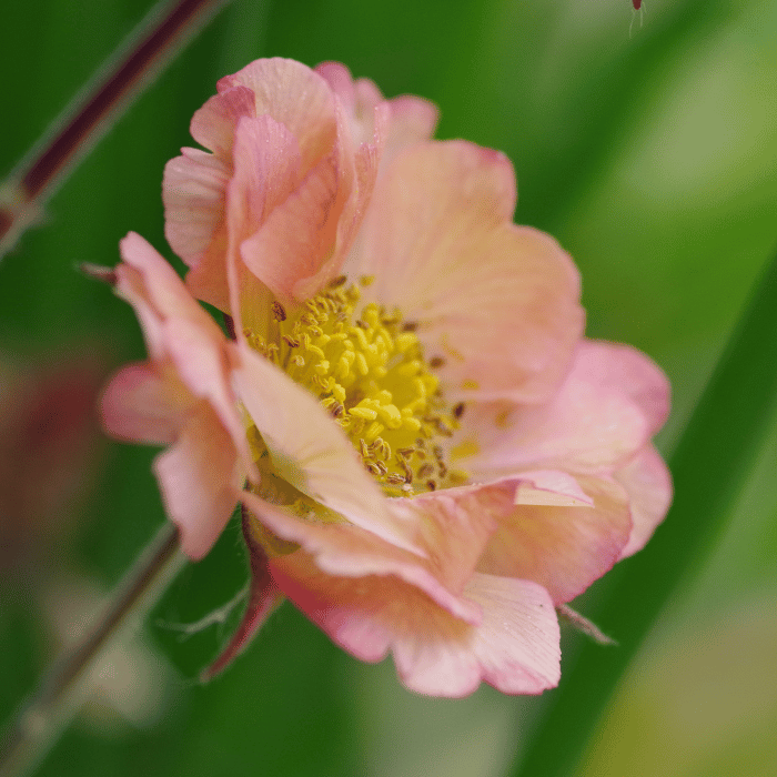 Geum Mai Tai - Gyömbérgyökér