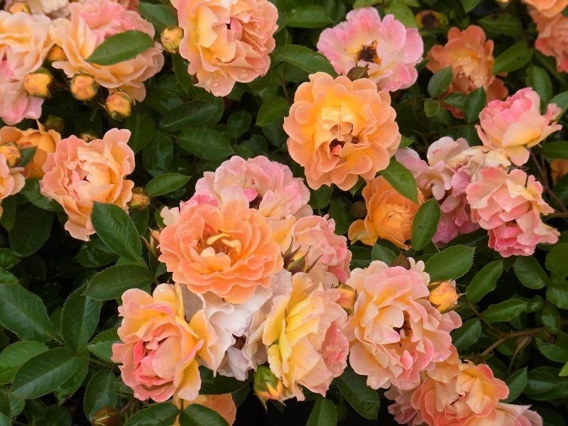 Rosa Bessy - Talajtakaró rózsa
